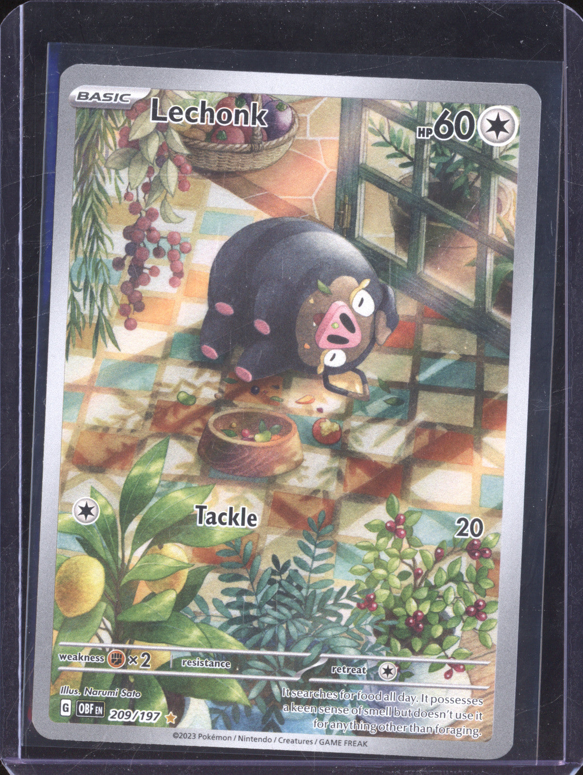 Lechonk 2023 Pokemon Obsidian Flames 209/197 Illustration Rare