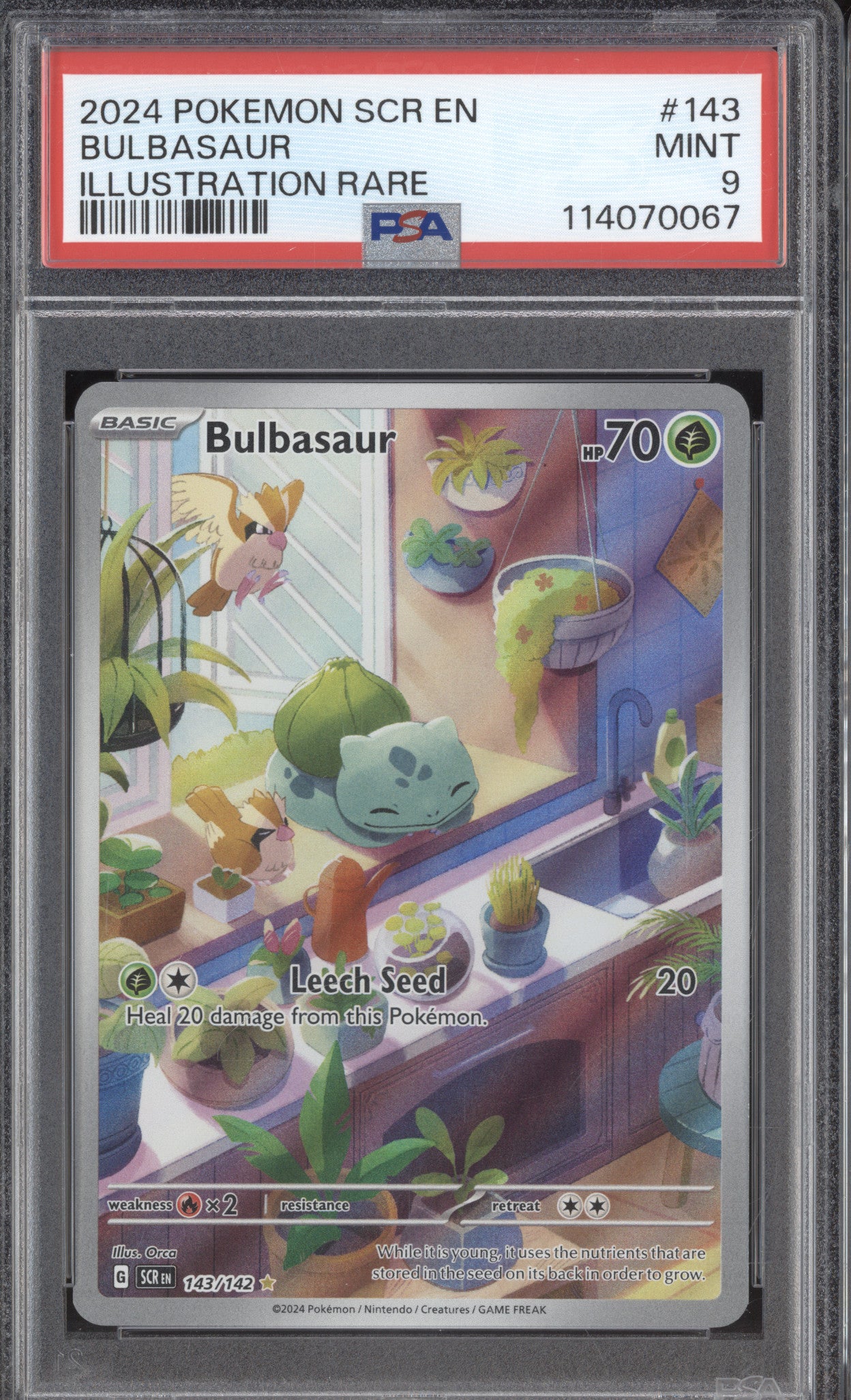 Bulbasaur 2024 Pokemon Stellar Crown SCR 143/142 Illustration Rare PSA 9