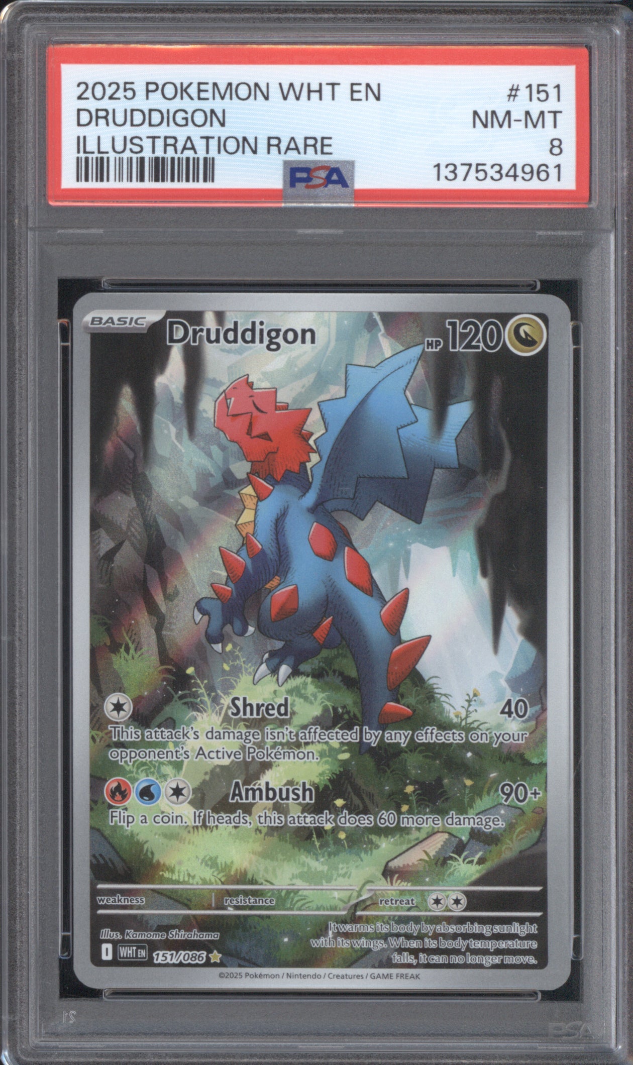 Druddigon 2025 Pokemon White Flare WHT 151/086 Illustration Rare PSA 8