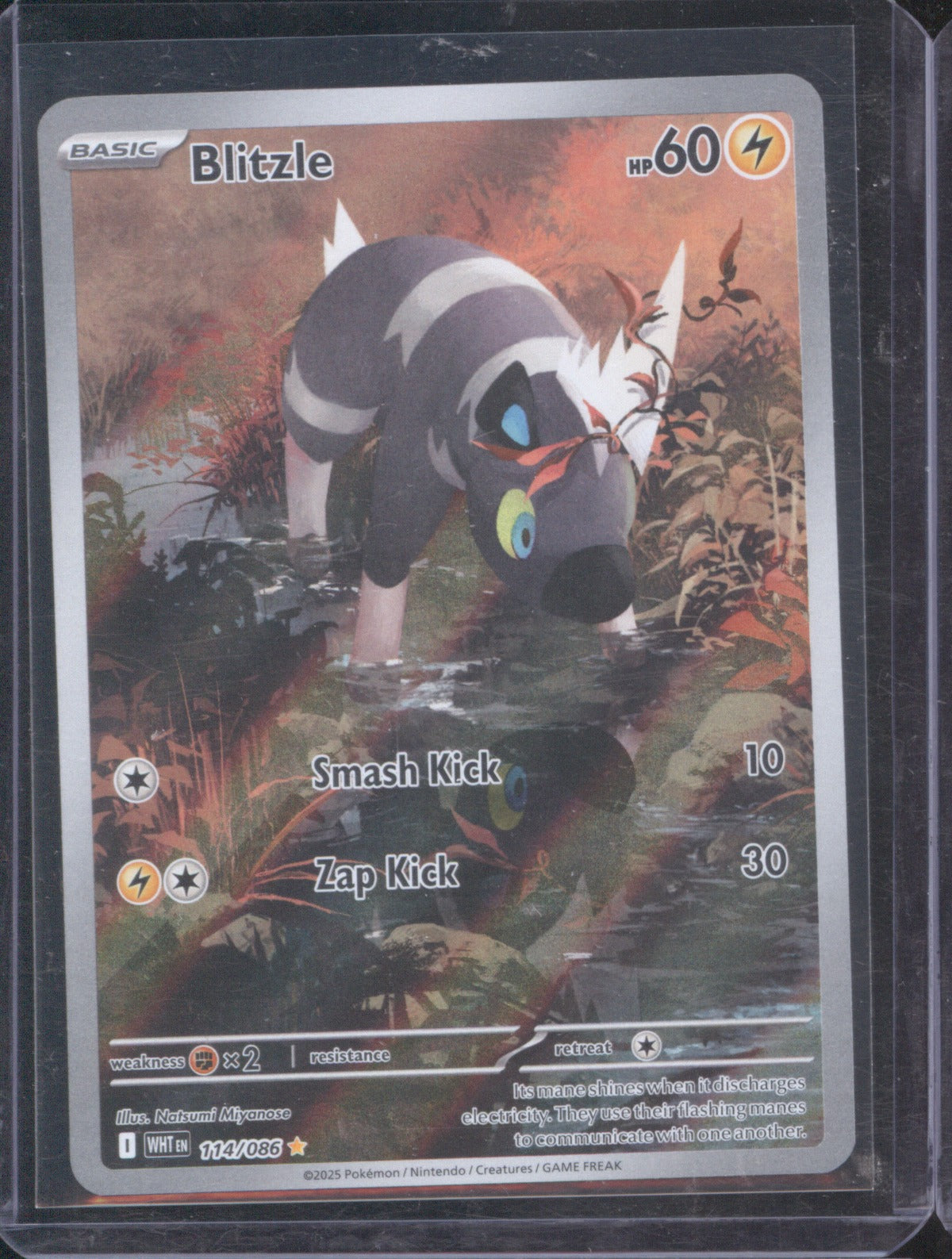 Blitzle 2025 Pokémon Scarlet & Violet 114/086 Illustration Rare White Flare