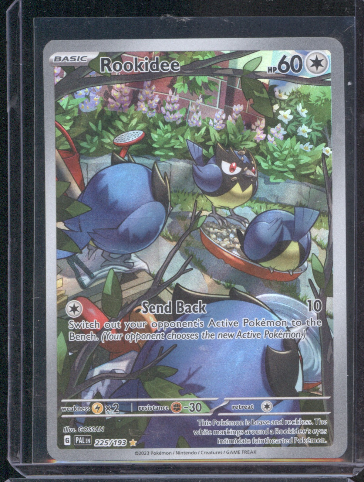 2023 Pokémon Rookidee 225/193 Illustration Rare Paldea Evolved