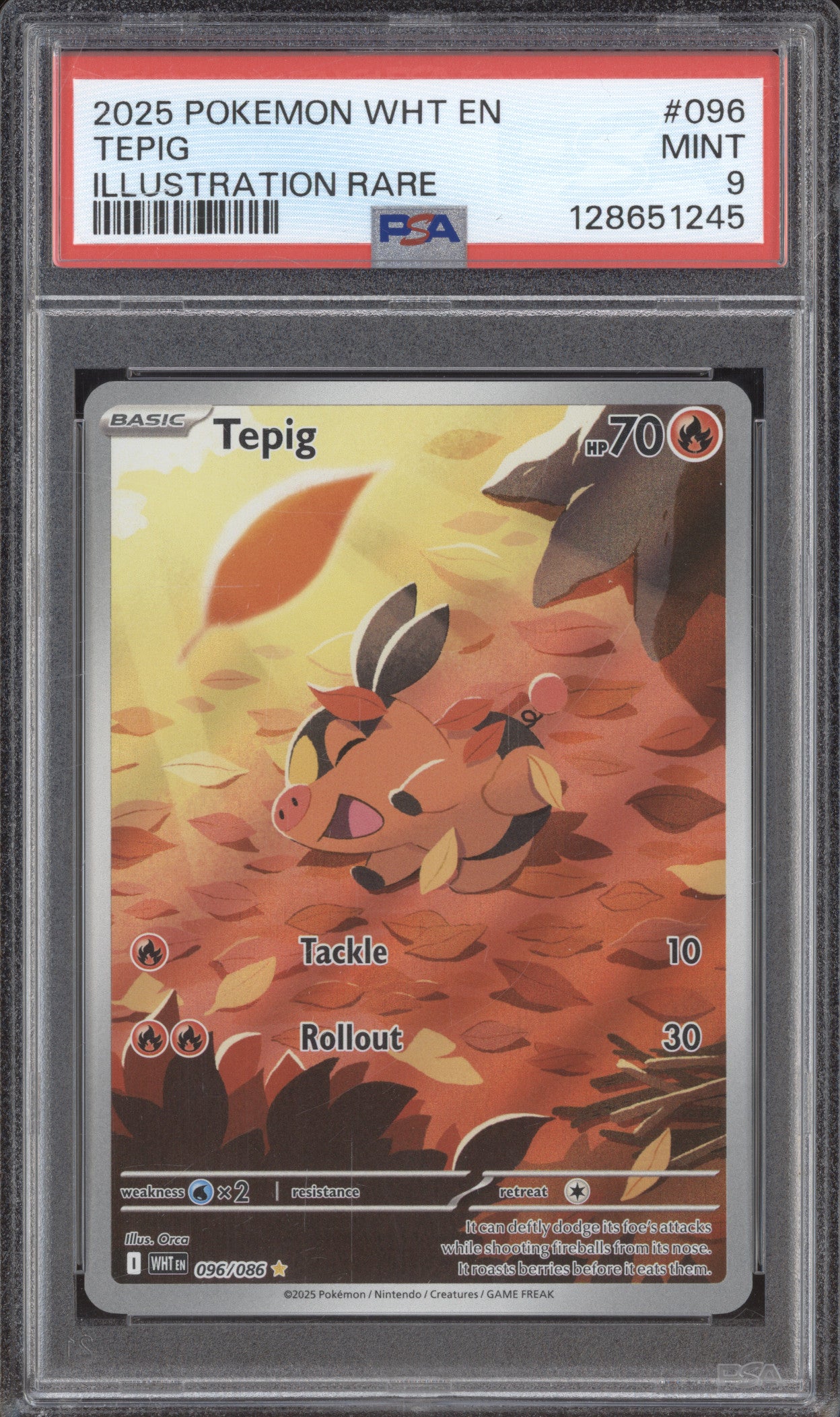 2025 Pokemon White Flare WHT 096/086 Tepig Illustration Rare PSA 9