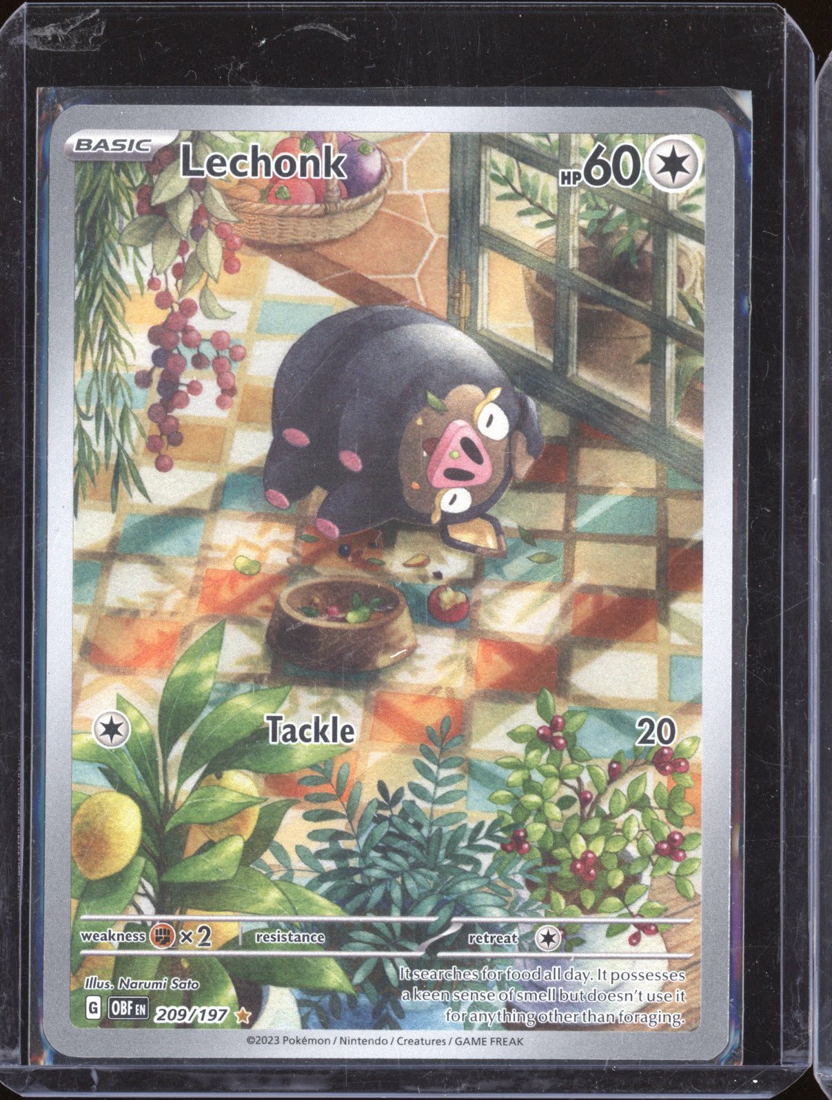 Lechonk 2023 Pokemon Obsidian Flames 209/197 Illustration Rare