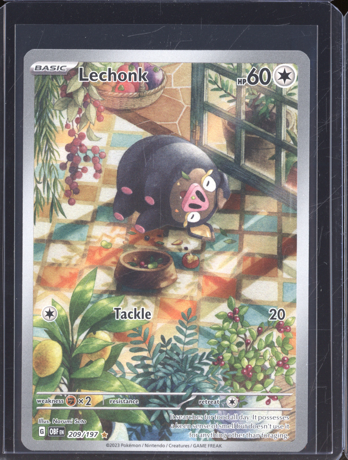 Lechonk 2023 Pokemon Obsidian Flames 209/197 Illustration Rare