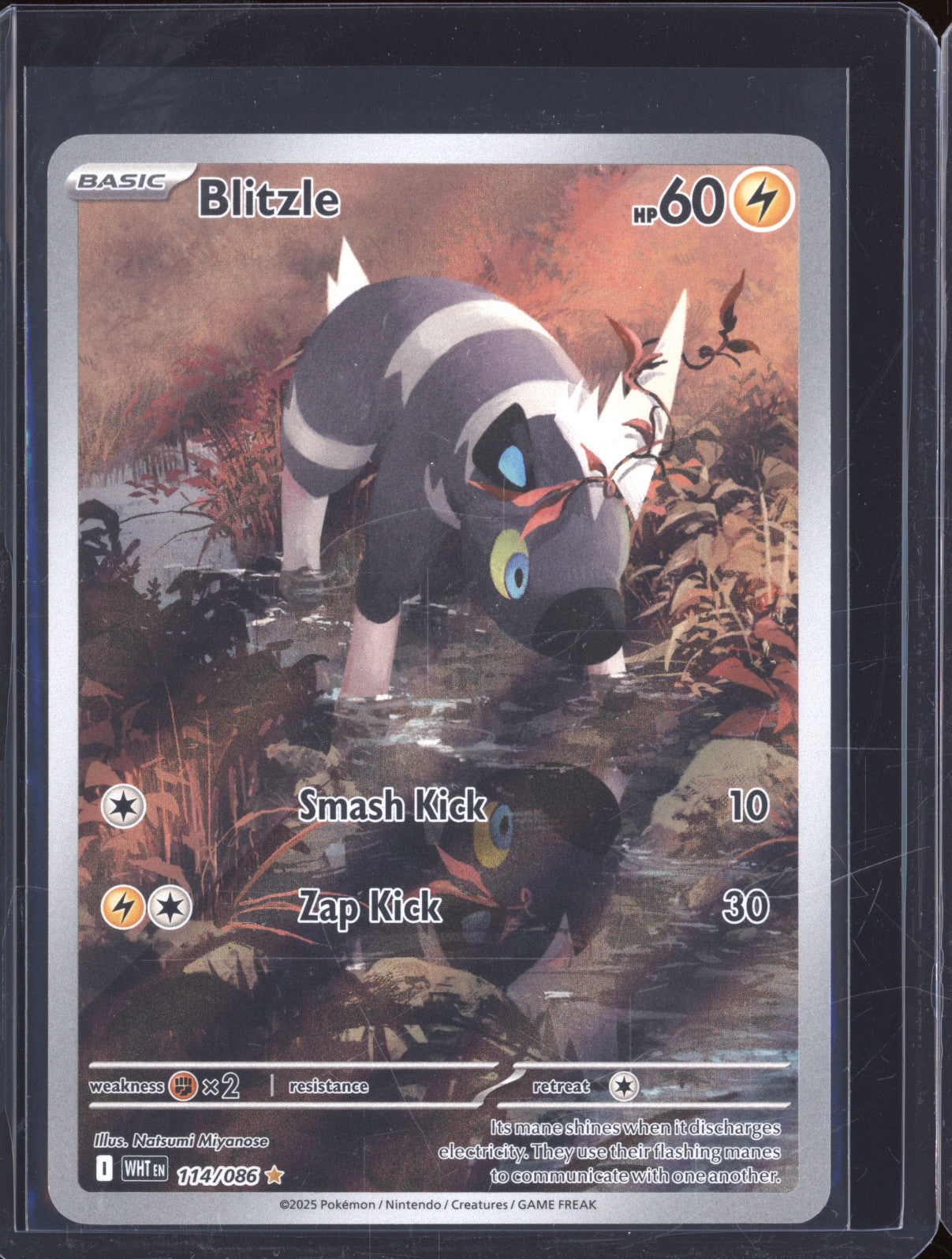 2025 Pokemon White Flare WHT 114/086 Blitzle Illustration Rare