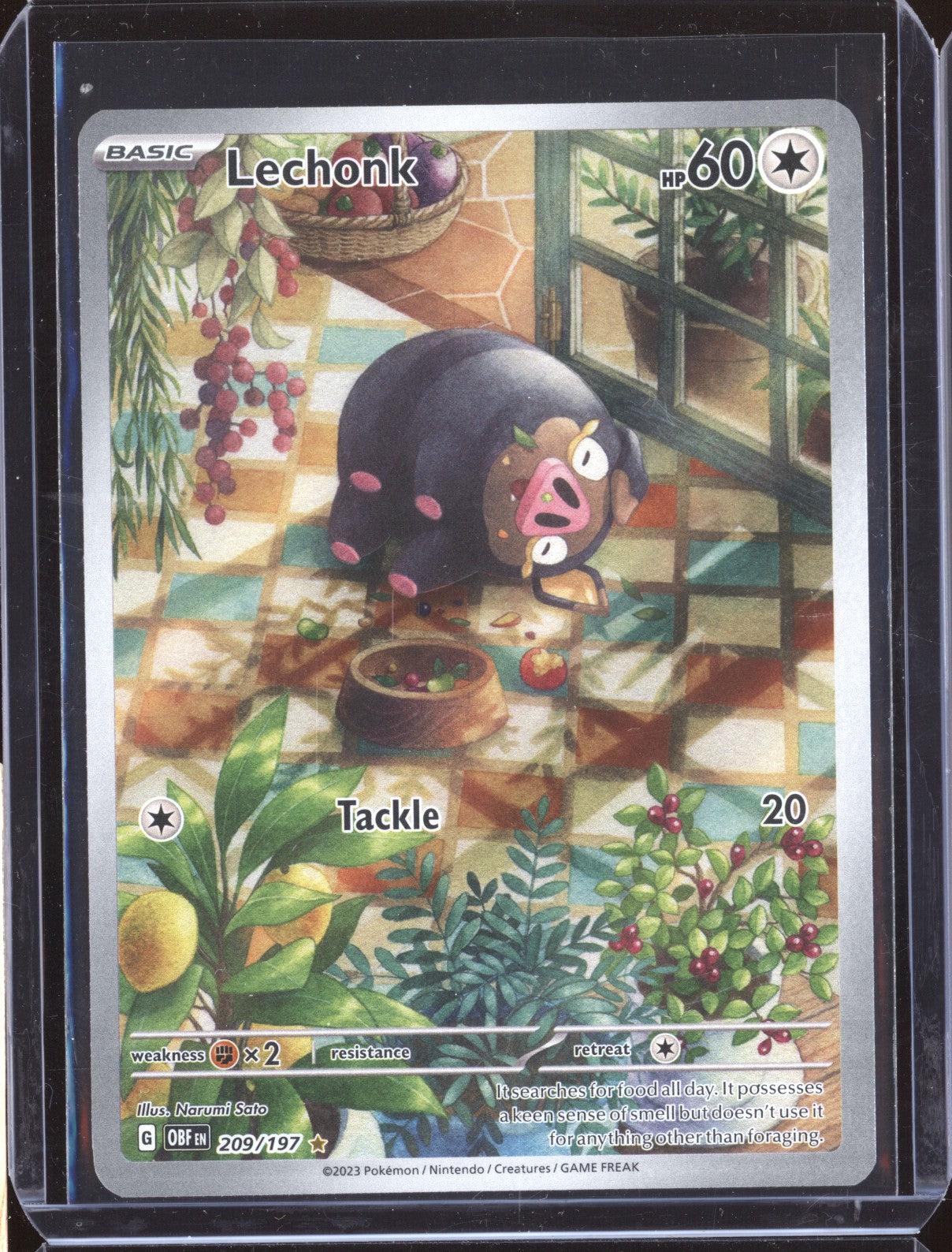 Lechonk 2023 Pokemon Obsidian Flames 209 Illustration Rare